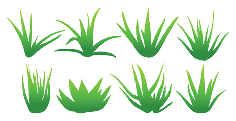 Aloe vera colored clipart hand drawn vector illustrations