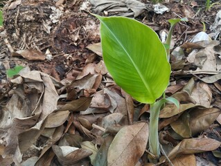 New banana tree shoots grow in the garden 