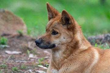 A young Australian male dingo
