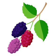 Obraz premium Mulberry