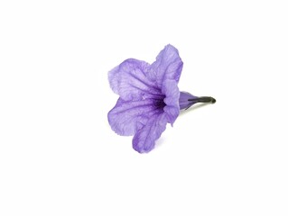 Naklejka premium Ruellia tuberosa or Purple Kencana flower isolated on white background. Natural decorative design 