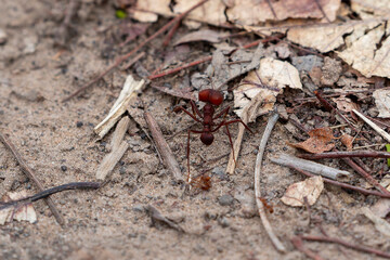 Ein Soldat der Blattschneiderameise hält Wache an einer Ameisenstrasse