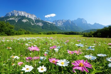 Obraz premium Vibrant wildflower bloom in alpine landscape mountain valley nature photography clear blue sky scenic view natural beauty