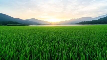 Fototapeta premium Serene landscape at sunrise over lush green rice fields.