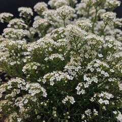 Zoom in on the tiny blossoms of baby&rsquo;s breath.