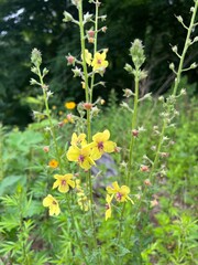flowers in the wild