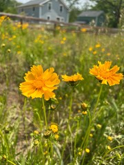 Obraz premium Coreopsis