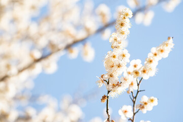 봄소식을 알리는 활짝 핀 매화꽃과 하늘