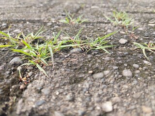 weeds growing on the cement floor