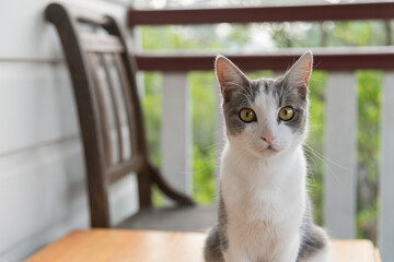 Adorable gray and white cat sitting on a wooden table, gazing intently at the camera.  A blurred...