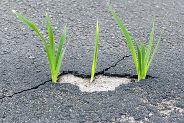 Green Grass Growing Through Cracks in Asphalt Road Surface Amidst Urban Environment