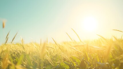 Fototapeta premium Golden Wheat Field Basking In Sunlight