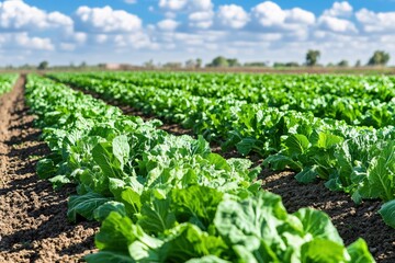 Vibrant Green Cabbage Field Under Bright Blue Sky with Fluffy Clouds