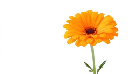 A vibrant orange flower with a green stem against a white background.