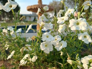 white flowers in a garden