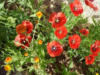 poppy flowers in the field