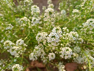 white flowers in the garden