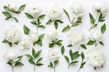 Elegant White Peonies with Green Leaves Arranged on a Clean White Background
