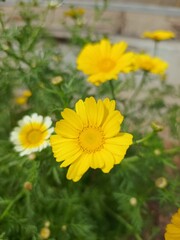 Glebionis coronaria