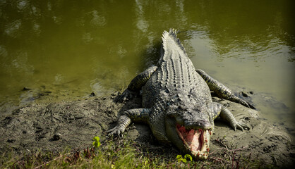 Saltwater crocodile at Sundarban national park.