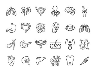 Set of 24 vector icons of Human Internal Organs. Heart, Lungs, Liver, Stomach, Intestines, Kidneys, and More 