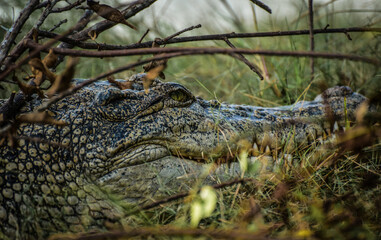 Close up of crocodile. at sundarban national park. one of the largest mangrove forest in the world.