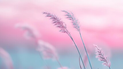 Fototapeta premium Pastel skies concept. Soft pastel grasses swaying gently against a dreamy, blurred backdrop of pink and blue.