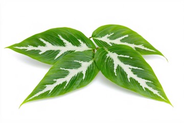 Vibrant Green Leaves with Unique White Veining on a Clean White Background