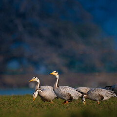 Fototapeta premium Bar-headed geese grazing in a Jaipur wetland at dusk. A serene winter evening scene of migratory waterfowl in their natural habitat, Rajasthan, India.