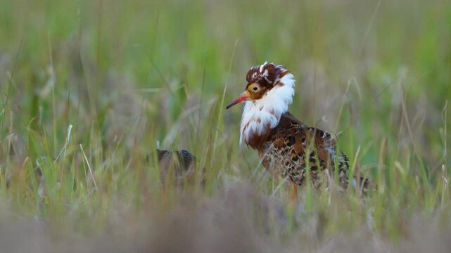 Closeup of red and white wild male ruff in grass field in the wind