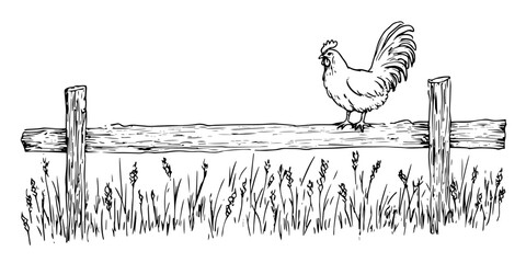 rooster perched on wooden fence in rural field, black vector sketch illustration © Kaz