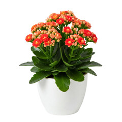 Decorative plants, potted flowers, office greenery, home decor plants, cafe decorations, indoor plants, flowering houseplants, aesthetic foliage, vibrant blossoms, modern plant decor on white backgrou