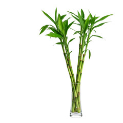 Obraz premium Decorative plants, potted flowers, office greenery, home decor plants, cafe decorations, indoor plants, flowering houseplants, aesthetic foliage, vibrant blossoms, modern plant decor on white backgrou
