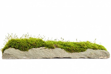 Fototapeta premium Green Moss Growing on a Natural Stone Slab Isolated on a White Background