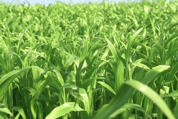 Obraz premium Lush Green Cornfield with Vibrant Leaves Under Clear Blue Sky in Bright Sunlight