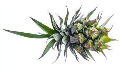 A young green pineapple plant showing its leaves and crown