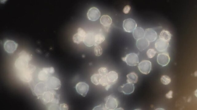 Pollen tube is a tubular structure produced by the male gametophyte of seed plants under the microscope for classroom education.