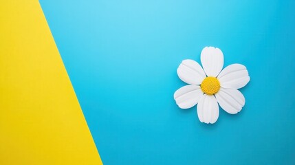 White Flower on Bright Blue and Yellow Background for Minimalist Design