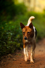 jack russell terrier running