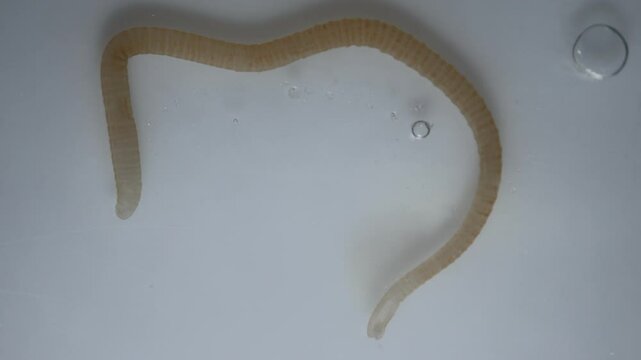 Cyctacanth stage (Acanthocephala) fish cestode larva (Trianchoratus sp.) in Channa striata under the microscope in Lab.