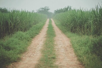 Fototapeta premium Serene Dirt Path Through Lush Green Sugarcane Fields Under Soft Morning Light