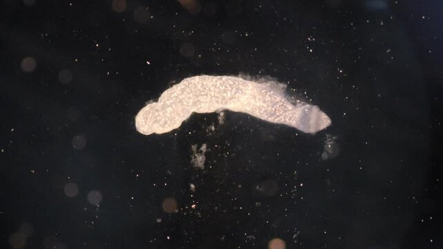 Cyctacanth stage (Acanthocephala) fish cestode larva (Trianchoratus sp.) in Channa striata under the microscope in Lab.