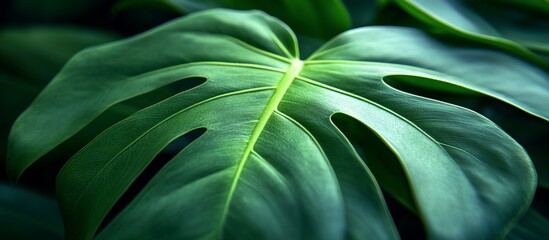 Close-up of a Lush Monstera Leaf: A Study in Green