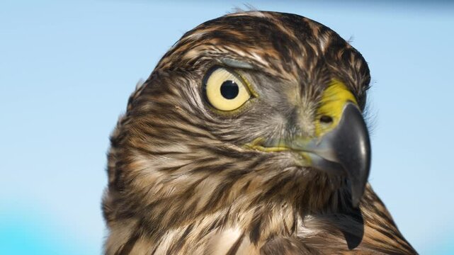 Wildlife - birds. The Eurasian Sparrowhawk (Accipiter nisus) is a diurnal predatory bird. The Eurasian Sparrowhawk is a good bird hunter and will feed on the birds it hunts.