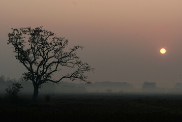 Tranquil Sunrise Over a Misty Rural Landscape