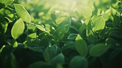 Obraz premium Lush Green Leaves with Sunlight Highlights in a Vibrant Natural Landscape