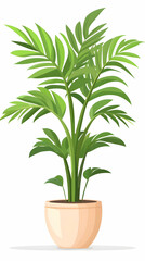 Fototapeta premium Indoor potted palm plant, lush green leaves, isolated white background, home decor.