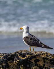 Pacific Gull (Larus pacificus georgii)  Esperance Western Australia