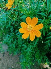 yellow flower in the garden