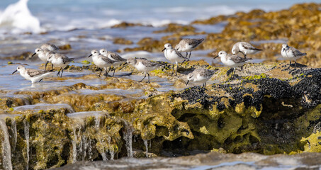 A small group of Sanderlings (Calidris alba) feeding on a reef at low tide in Esperance Western Australia.